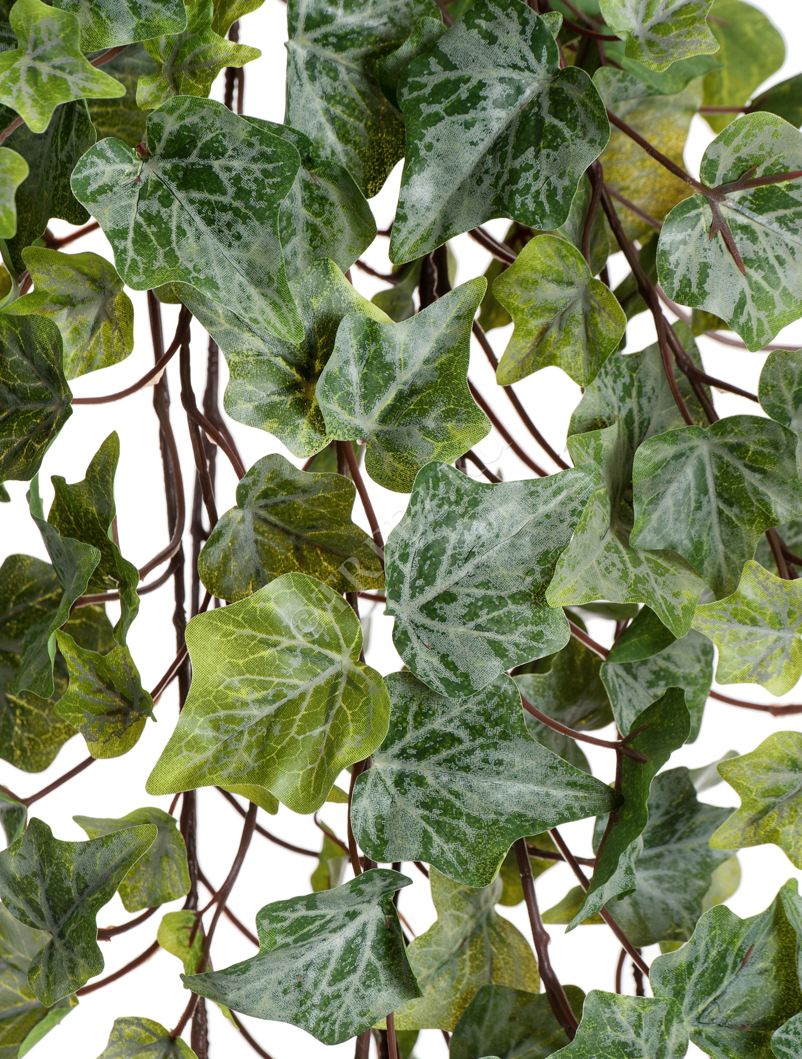 20.05170261GG-S Английский плющ Олд Тэмпл припылённо-зелёный Цветочная коллекция  - Вид №4