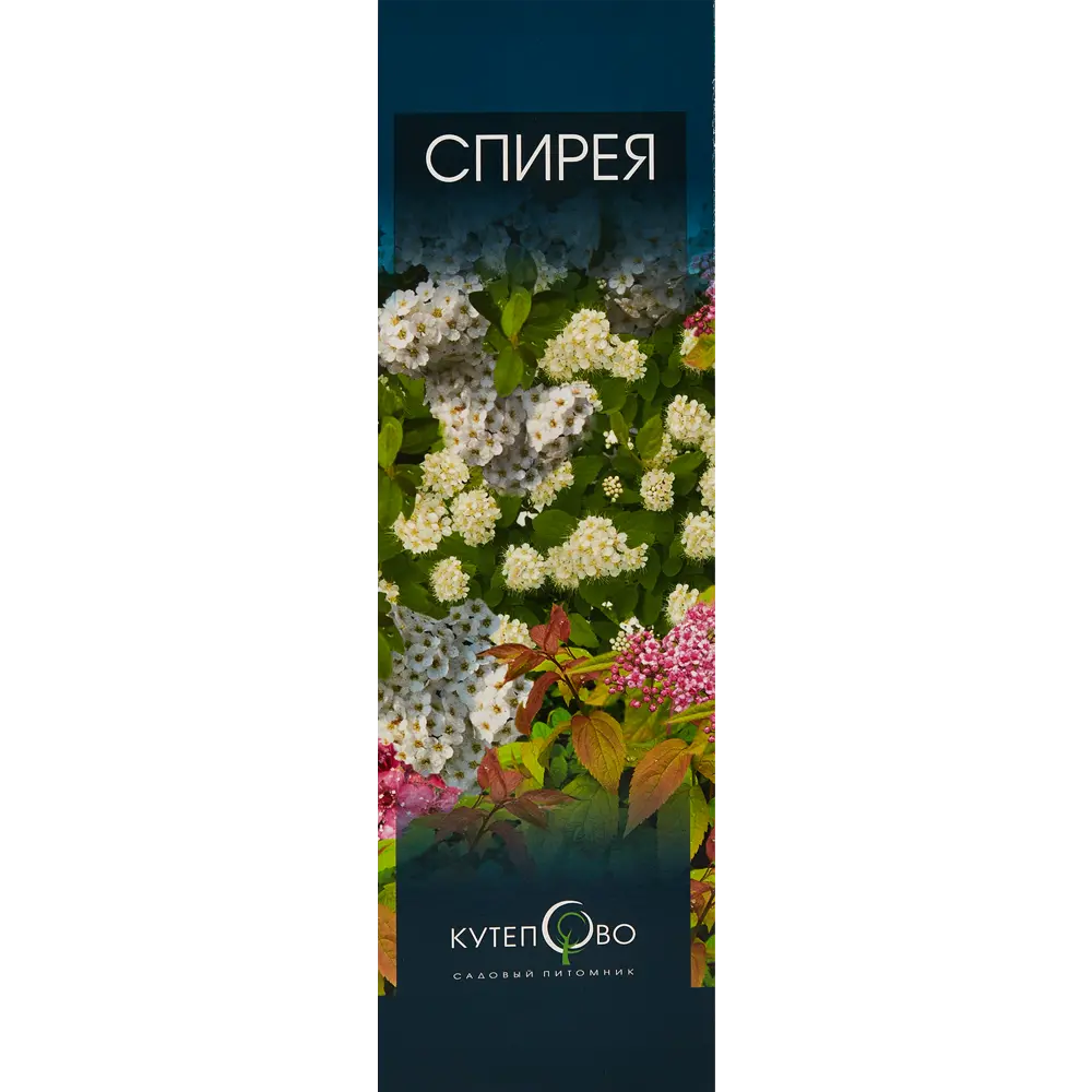 Спирея японская Широбана 84014200 STLM-2000384 Santreyd 
