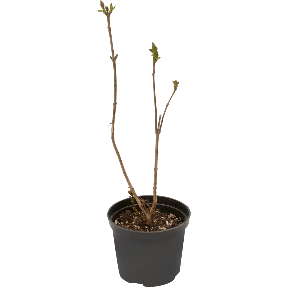 Сирень Огни Донбасса ø15 h35 см 84828917 STLM-2026600 PLANTMARKET 