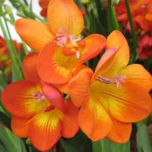 Фрезия «Single Orange», 4х5 см 14375698 STLM-2203567
