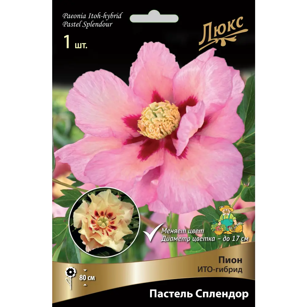 Пион ито-гибрид «Пастель Сплендор» разбор 2-3 82661883 STLM-2072413 Santreyd 