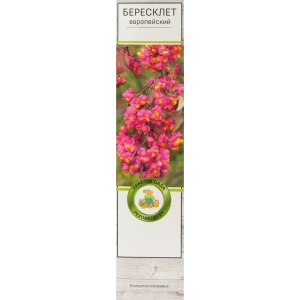 Бересклет Европейский h37 см 81951284 STLM-2004377