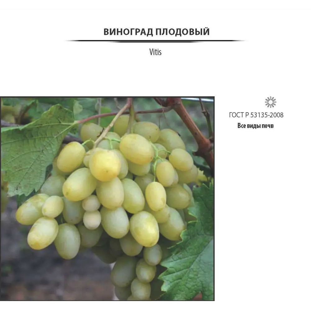 Виноград плодовый .в сортах (V2-3л) 17897310 STLM-2047913 Santreyd  - Вид №3