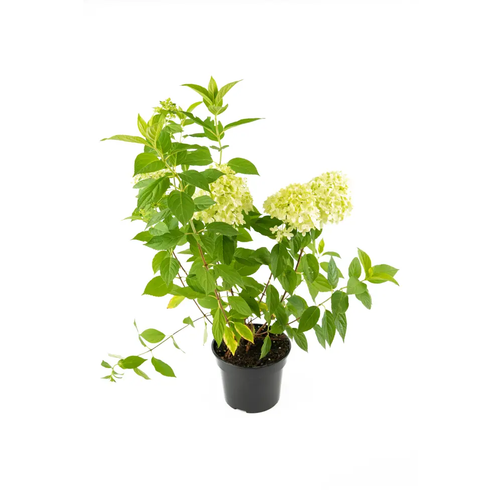 Гортензия метельчатая Литтл Лайм h30 - 50 см 89342155 STLM-2008928 Santreyd 