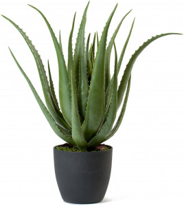 2000983181343 Алоэ в горшке 67 см Cosmo red