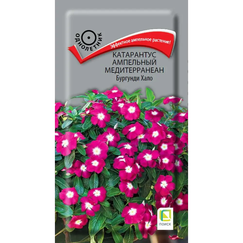 Катарантус ампельный Медитерранеан Бургунди Хало от ПОИСК - роскошное украшение для сада 89402692 STLM-1564353