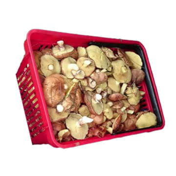 Маслята в ящике ~2,5 кг Santreyd 23540 - Вид №1