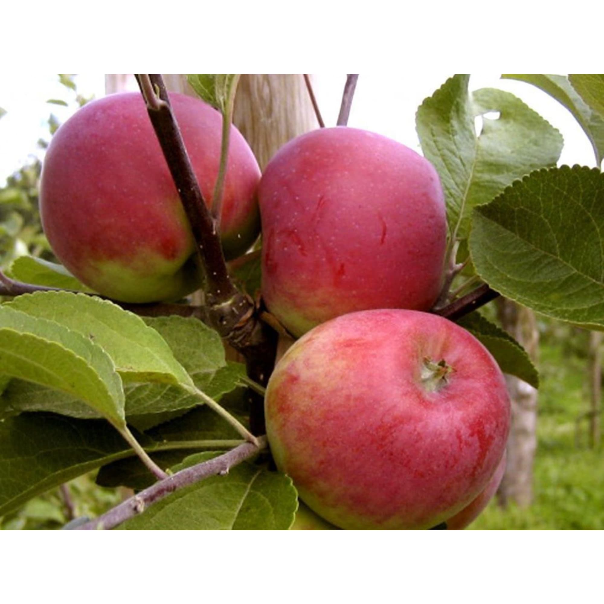 85325533 Яблоня Красное раннее ø25 h100 см Santreyd 