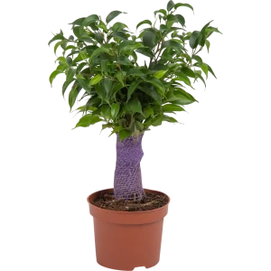 Фикус "Наташа цветной джут" 12x35 см 82850358 STLM-2175775