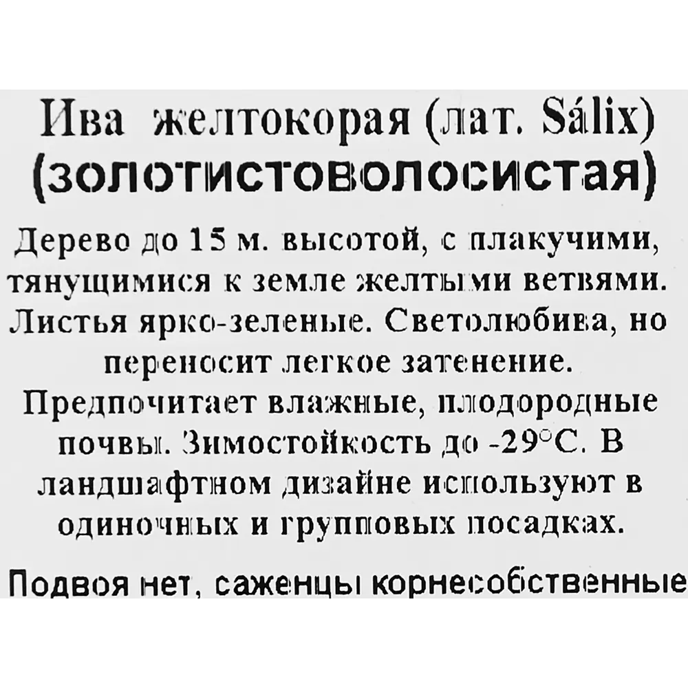 Ива декоративная в коробке 17497084 STLM-2122475 Santreyd  - Вид №2