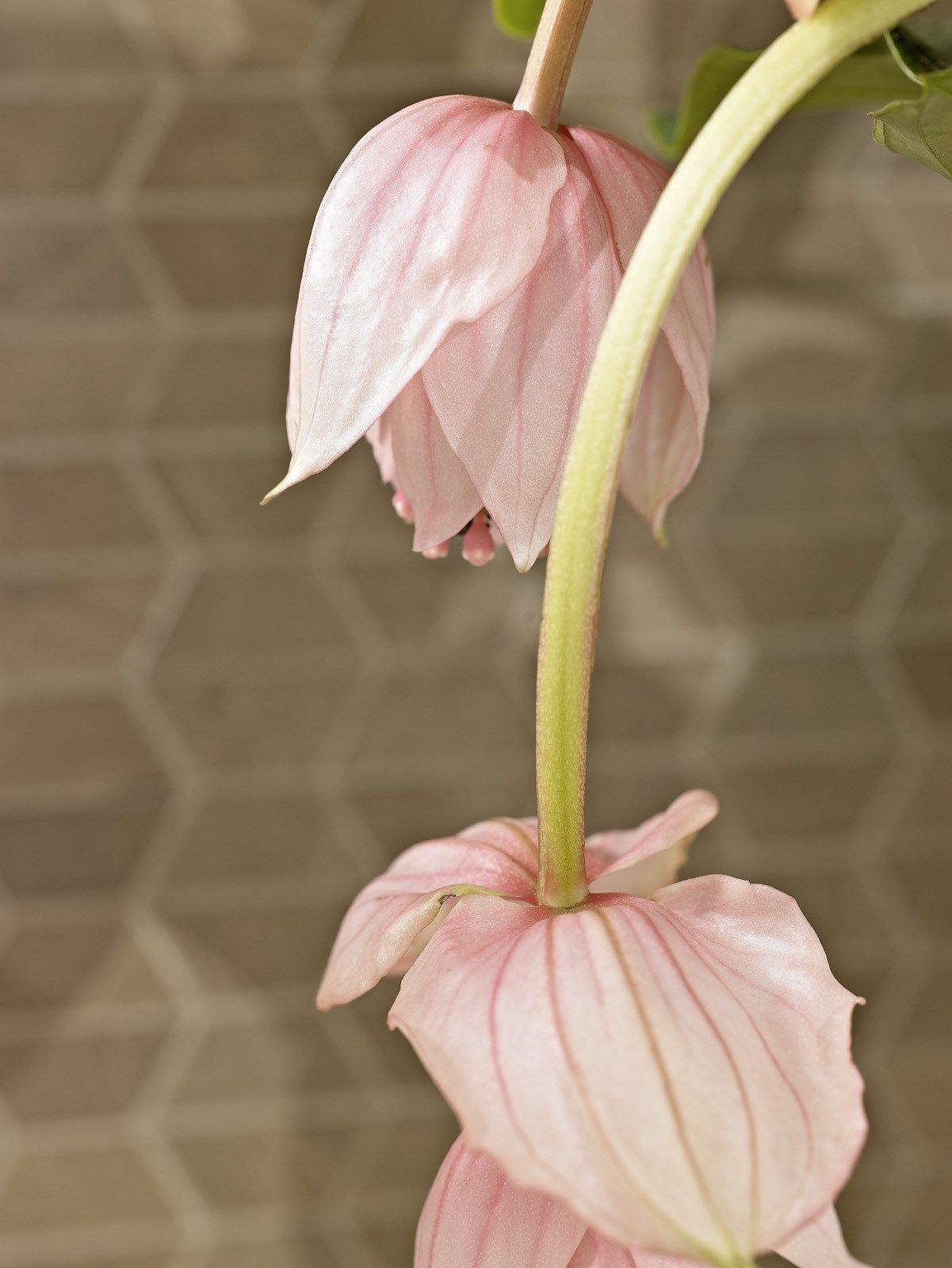 Мозаика из керамогранита MARAZZI EVOLUTIONMARBLE ARCH-00082019 - Вид №3