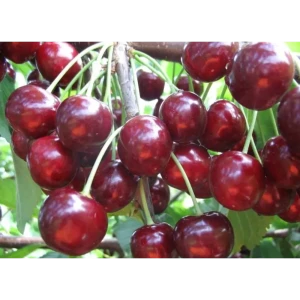 Саженец черешни Тютчевка высотой 120 см 89421407