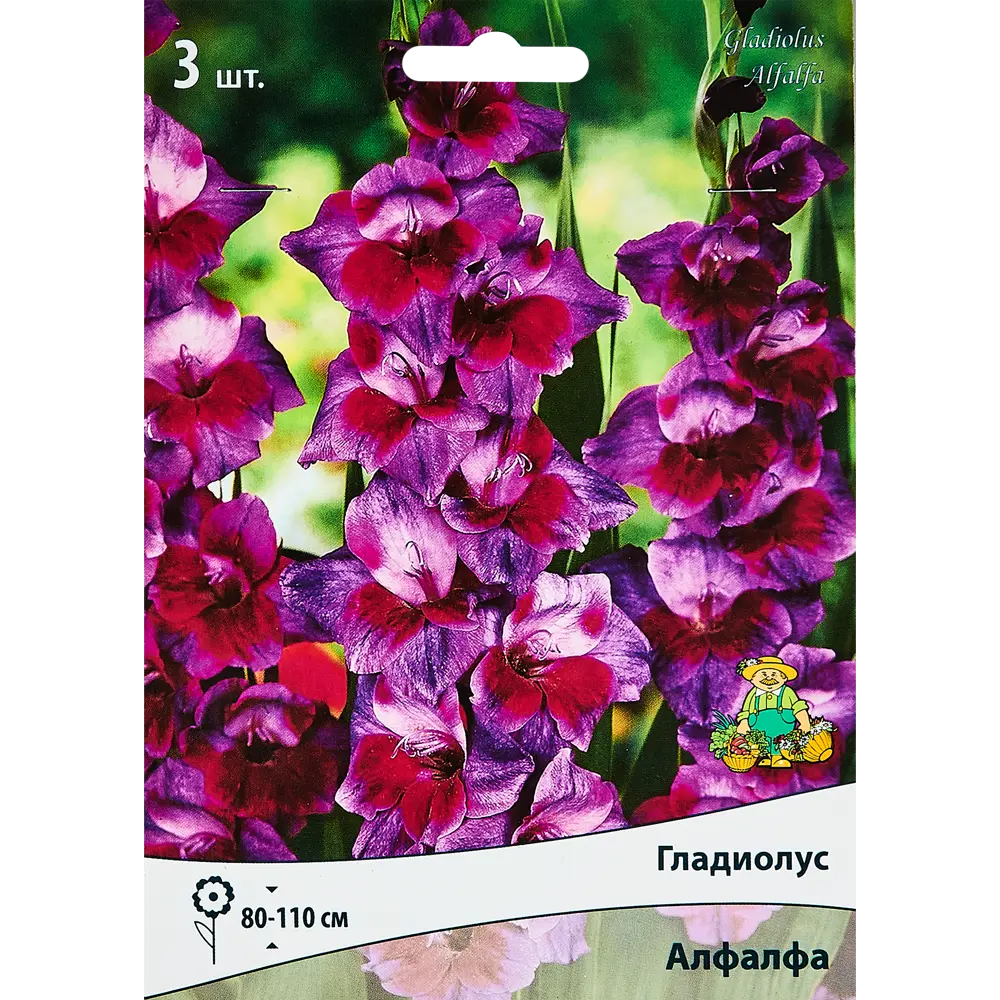 Гладиолус крупноцветковый Алфалфа, 3 шт. 89351779 STLM-2120246 ПОИСК 