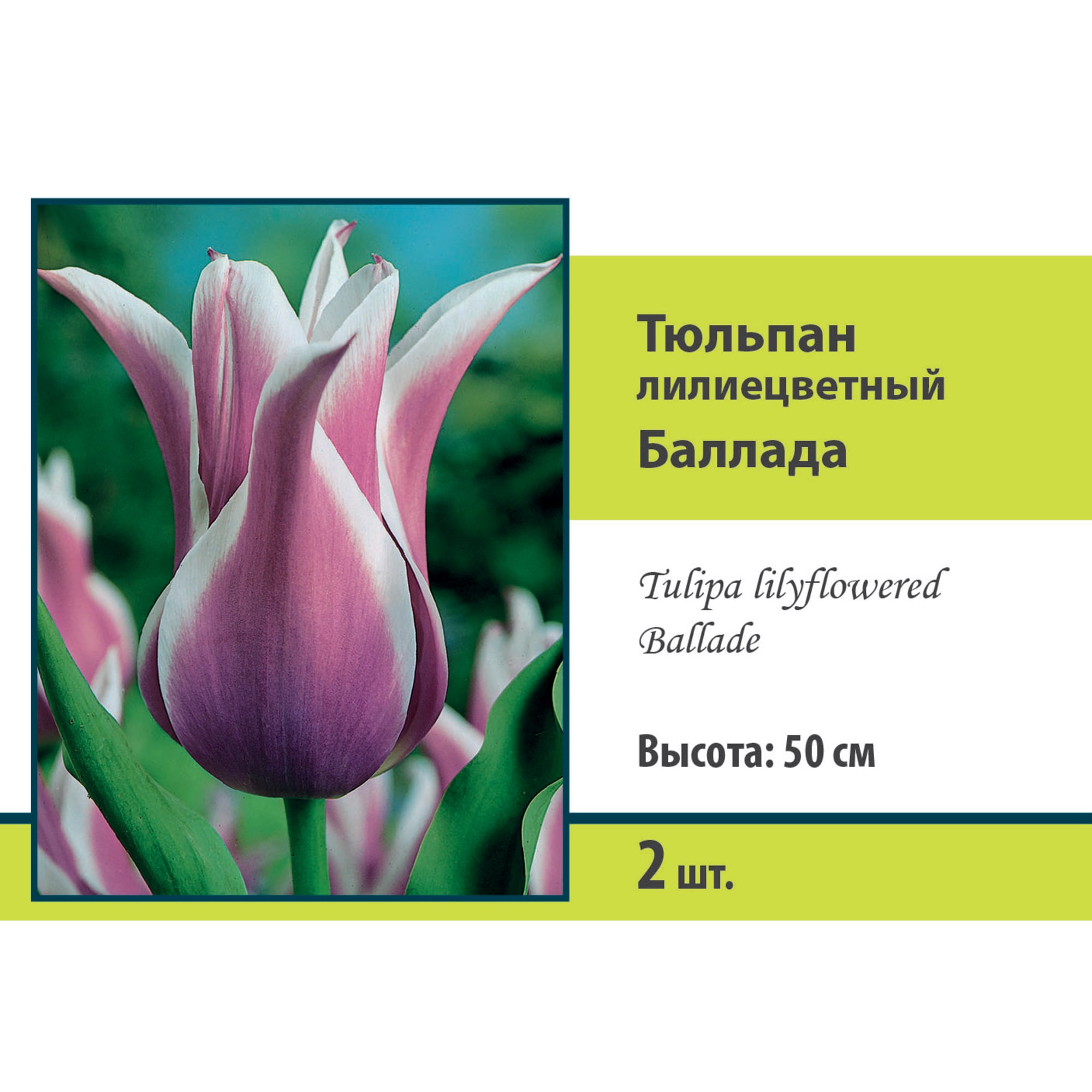 88294859 Тюльпан лилиецветный Баллада луковица 10/11, 2 шт Santreyd 