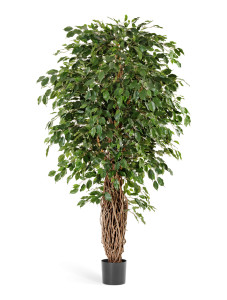 10.30807N Фикус Бенджамина Лиана Де Люкс Цветочная коллекция