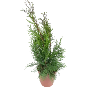 Туя западная «Смарагд» 13x40 см 82622626 STLM-2173522