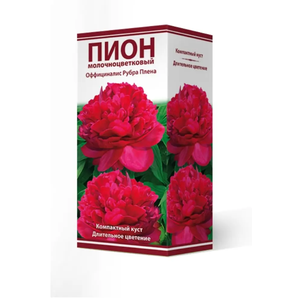 Пион травянистый Оффициналис Рубра Плена луковица 2-3 83600291 STLM-2076311 Santreyd 