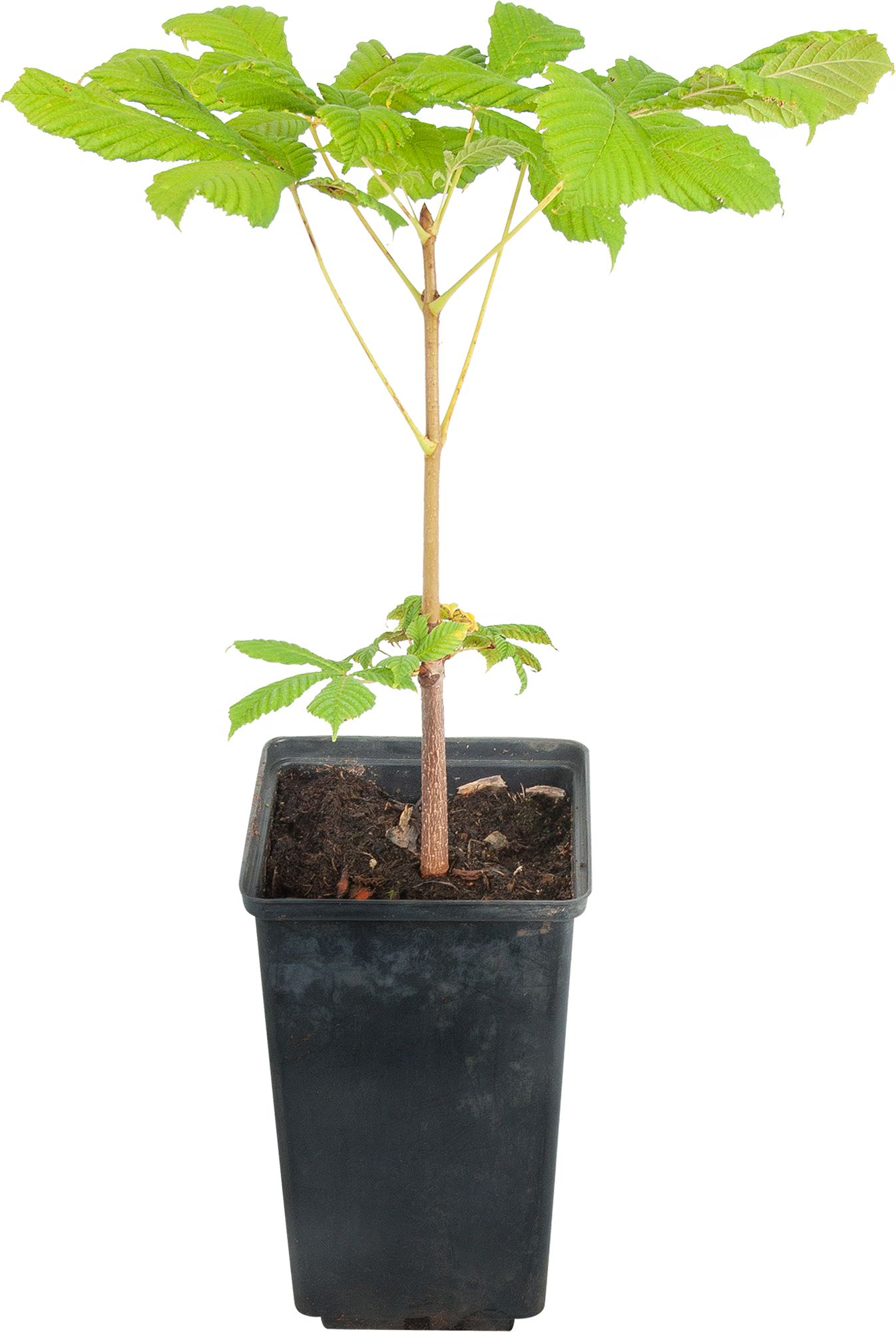 Каштан конский Santreyd - цветущее дерево для сада с целебными свойствами 17895710