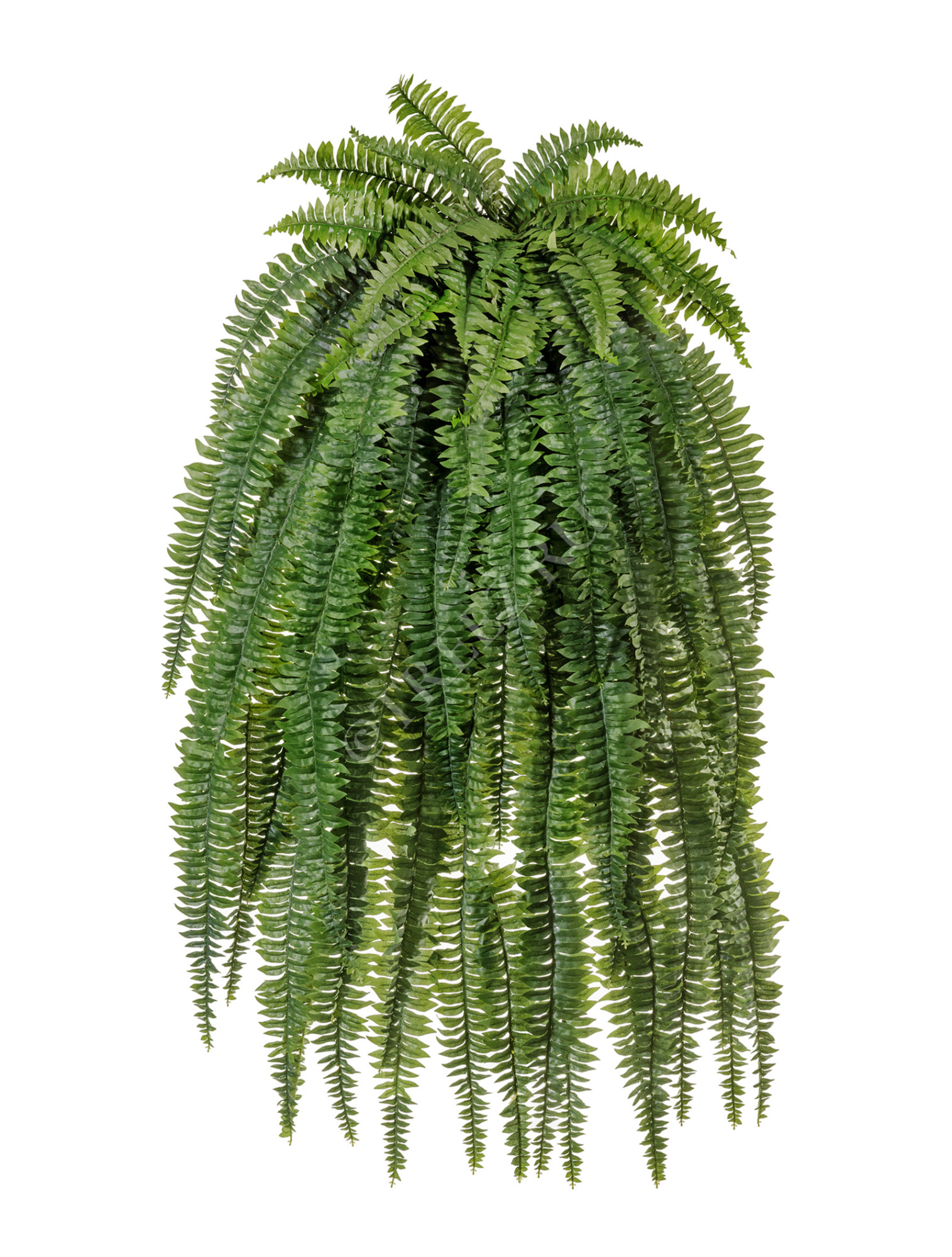 20.1325N Папоротник Бостон большой свисающий Цветочная коллекция 