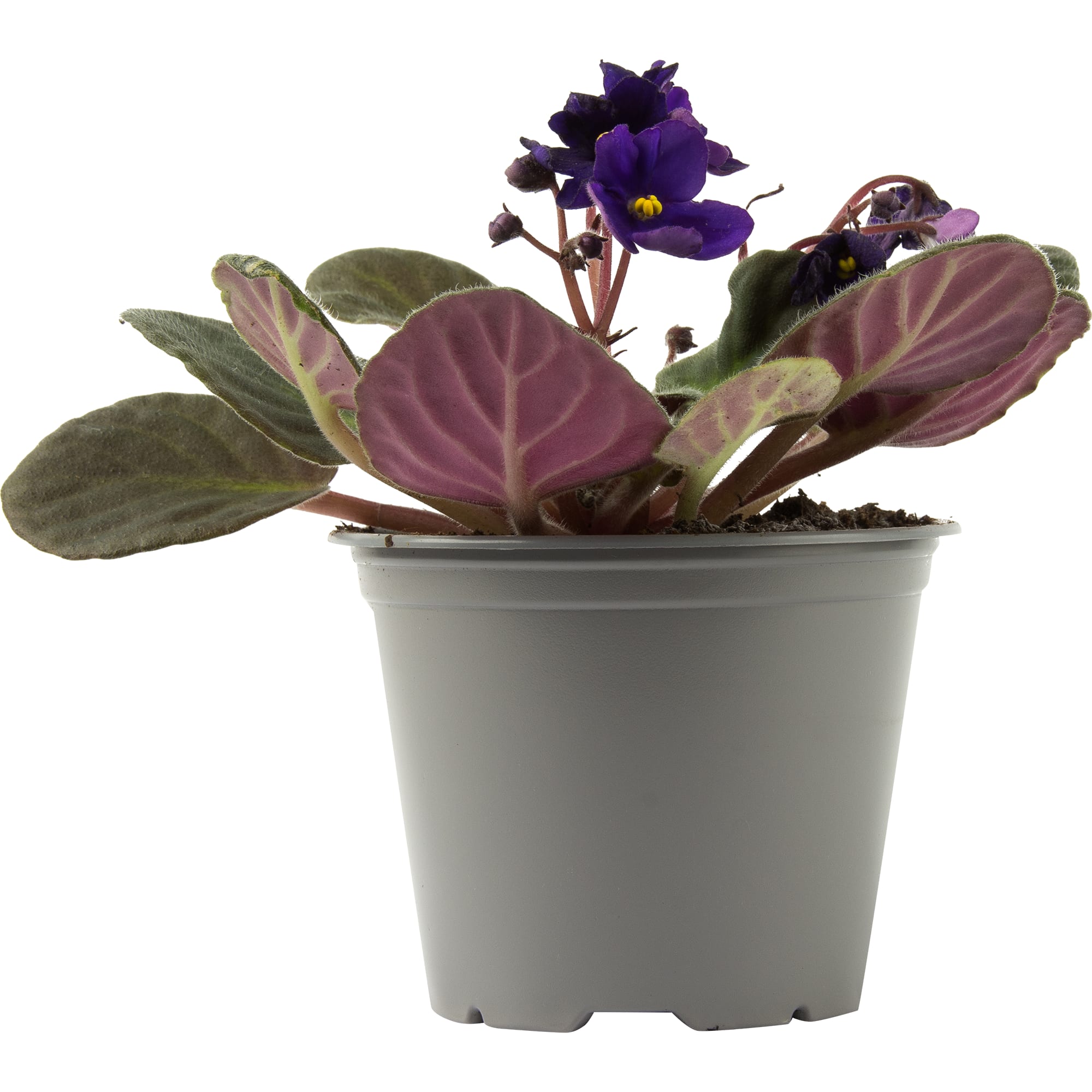 82579748 Фиалка микс d9 h20 Santreyd  - Вид №3