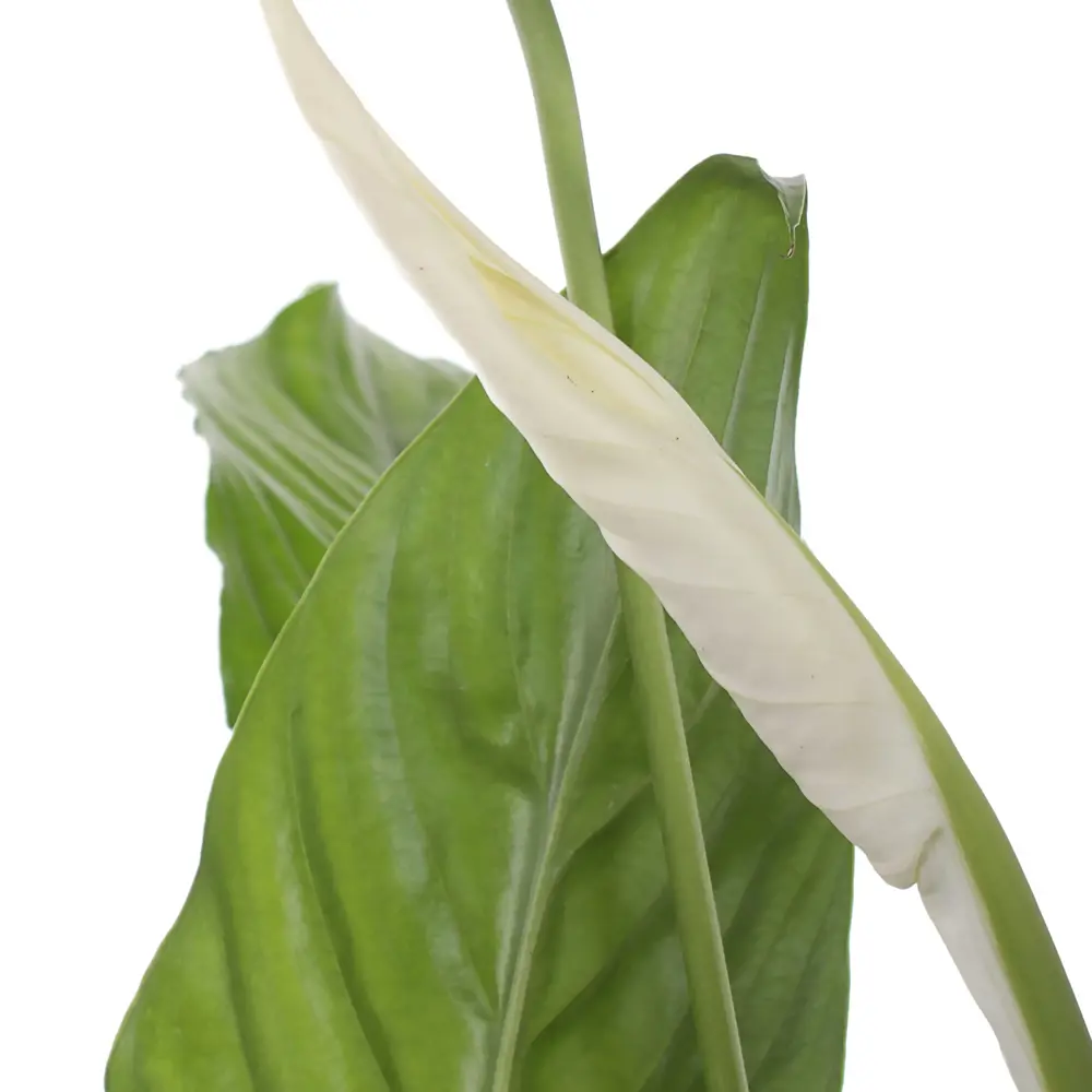 Santreyd Спатифиллум Вивальди — элегантное комнатное растение с белоснежными цветами 81959337 STLM-0015374 - Вид №1