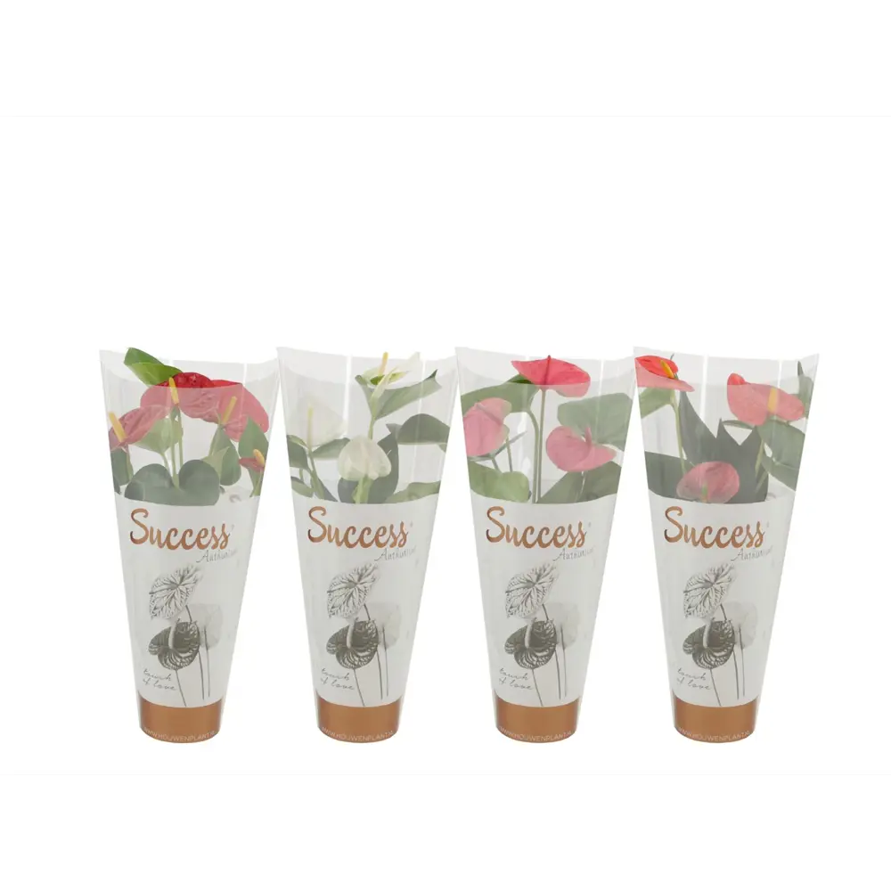 Антуриум Суксес Рэд красный ø14 h45 см Santreyd STLM-2102705