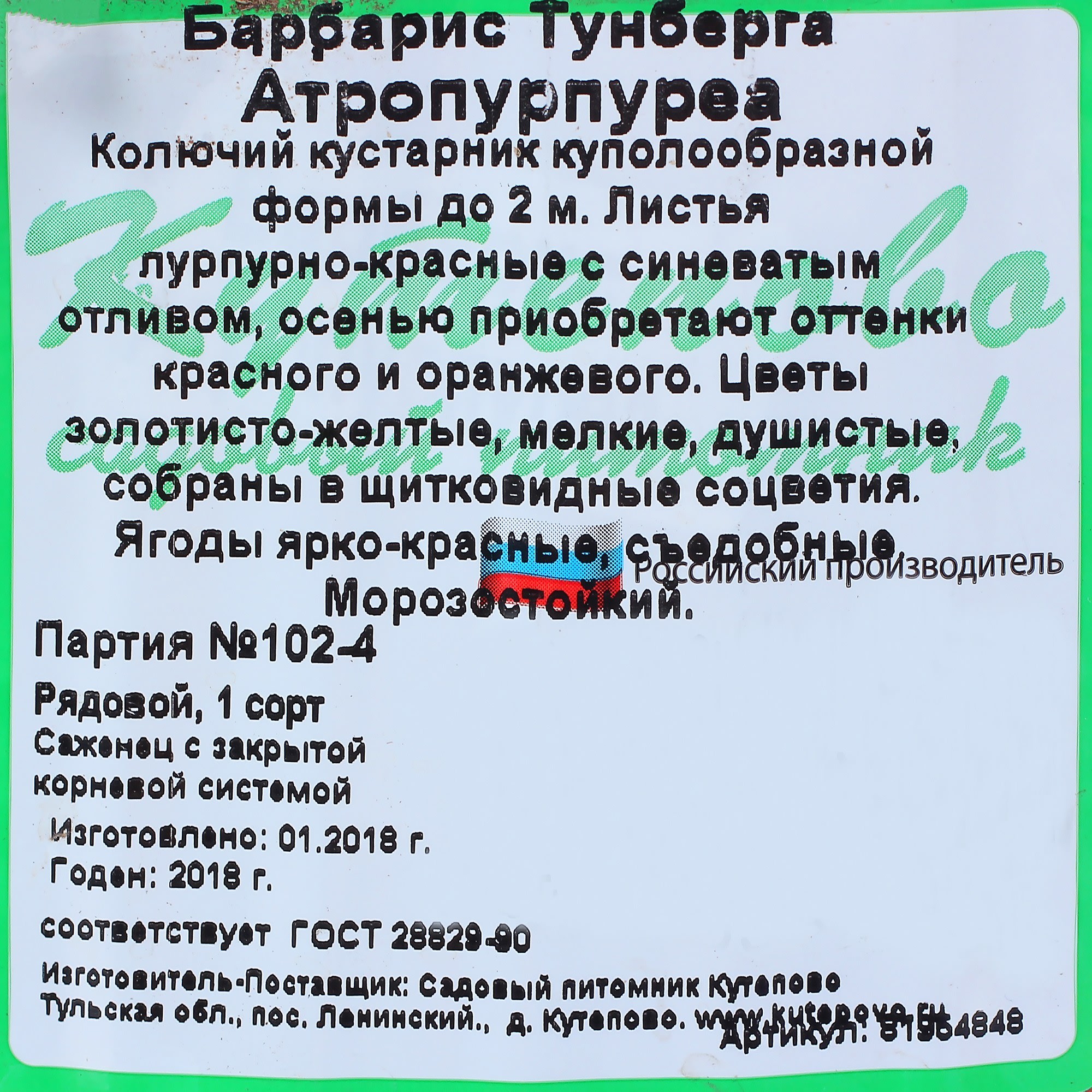 81954848 Барбарис тунберга С2 «Атропурпуреа» h40 Santreyd  - Вид №1