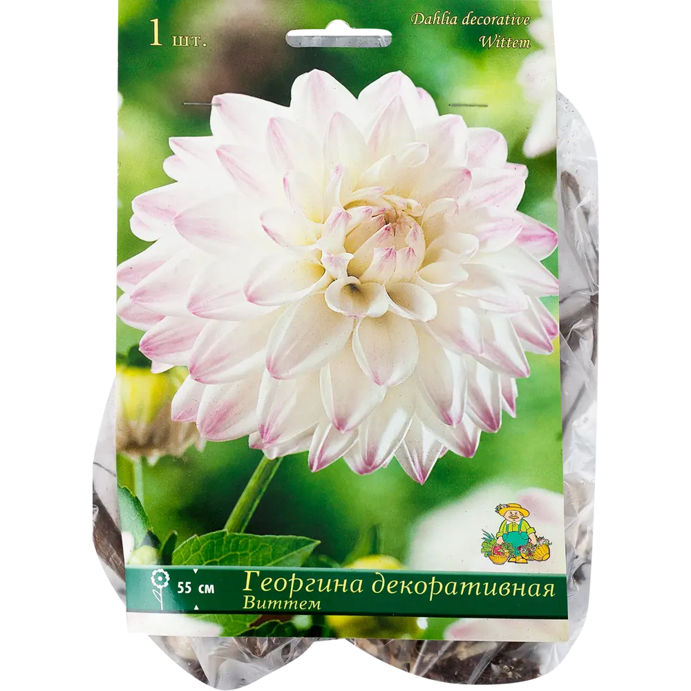 Георгины декоративные «Виттем», 1 шт. 82118681 STLM-2159413 ПОИСК 