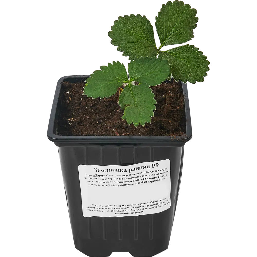 Santreyd Земляника ранняя микс - многолетняя рассада с майским урожаем 84490977 STLM-0050536