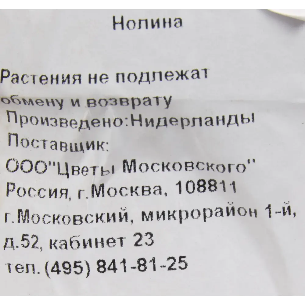 Нолина Santreyd — мексиканская пальма для стильного интерьера 82383267 STLM-0951151 - Вид №3