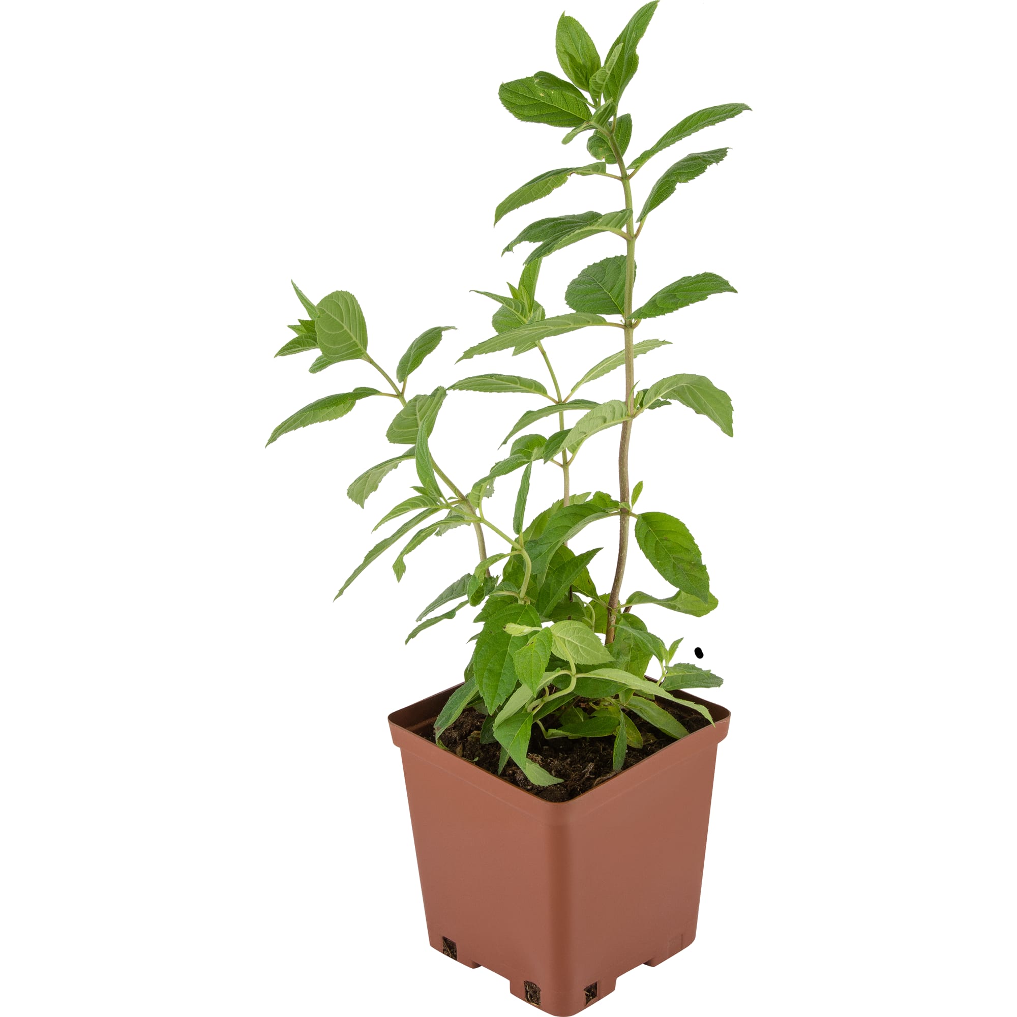 18321099 Гортензия Метельчатая С1, 20 см Santreyd  - Вид №1