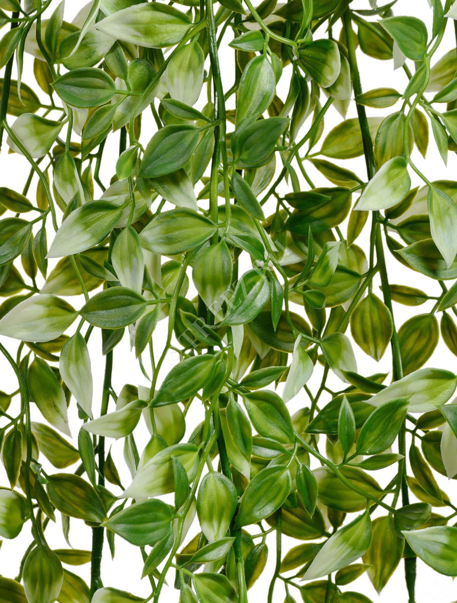 20.0218063GWH Традесканция бело-зелёная Цветочная коллекция  - Вид №1