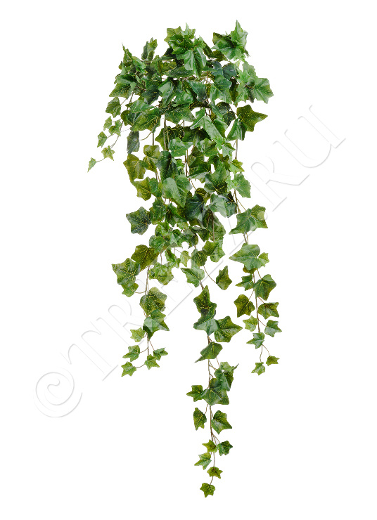 20.05170260N-L Английский плющ Олд Тэмпл зелёный Цветочная коллекция  - Вид №1