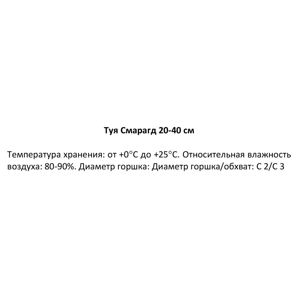 Туя Смарагд h20-40 см 85320118 STLM-2142394 Santreyd  - Вид №2