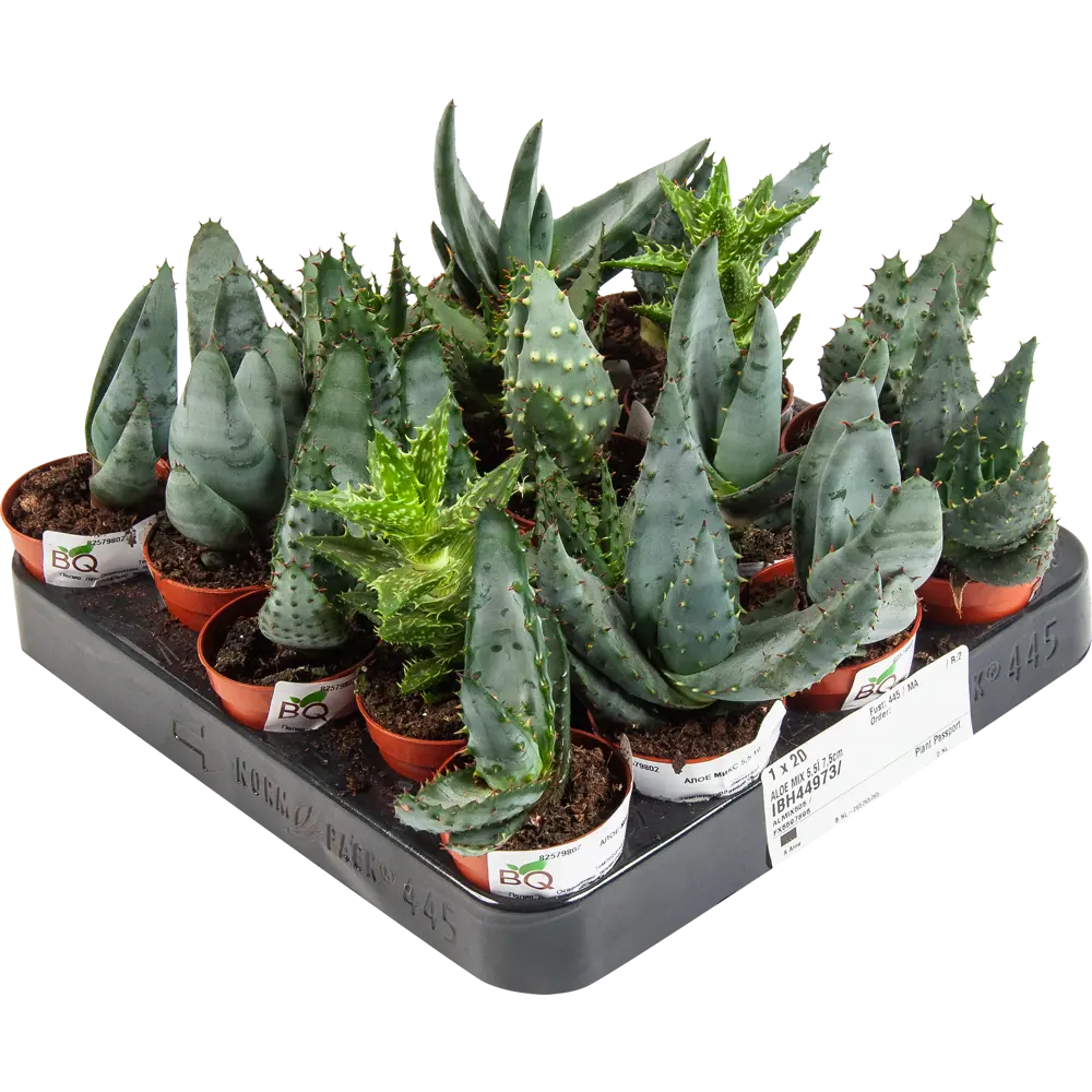 Santreyd Алоэ — комнатное растение с целебными свойствами 82579802 STLM-0030530 - Вид №4