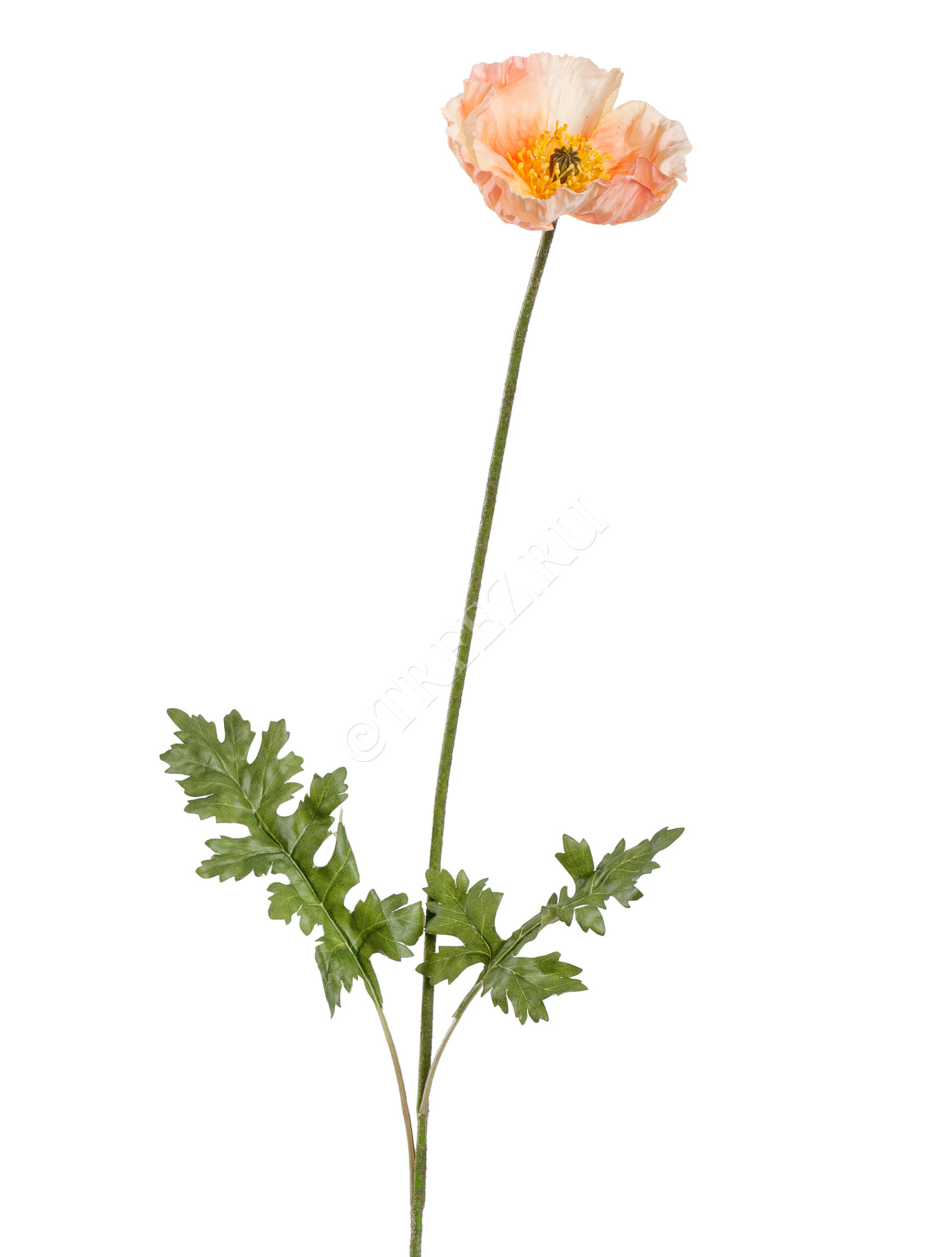 30.03170272LPCH Мак Ширли светло-персиковый Цветочная коллекция 