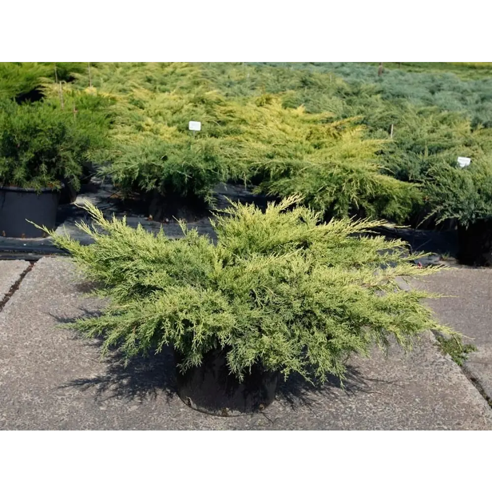 Можжевельник средний Пфитцериана ауреа ø19 h55 см 84834059 STLM-2164138 PLANTMARKET 