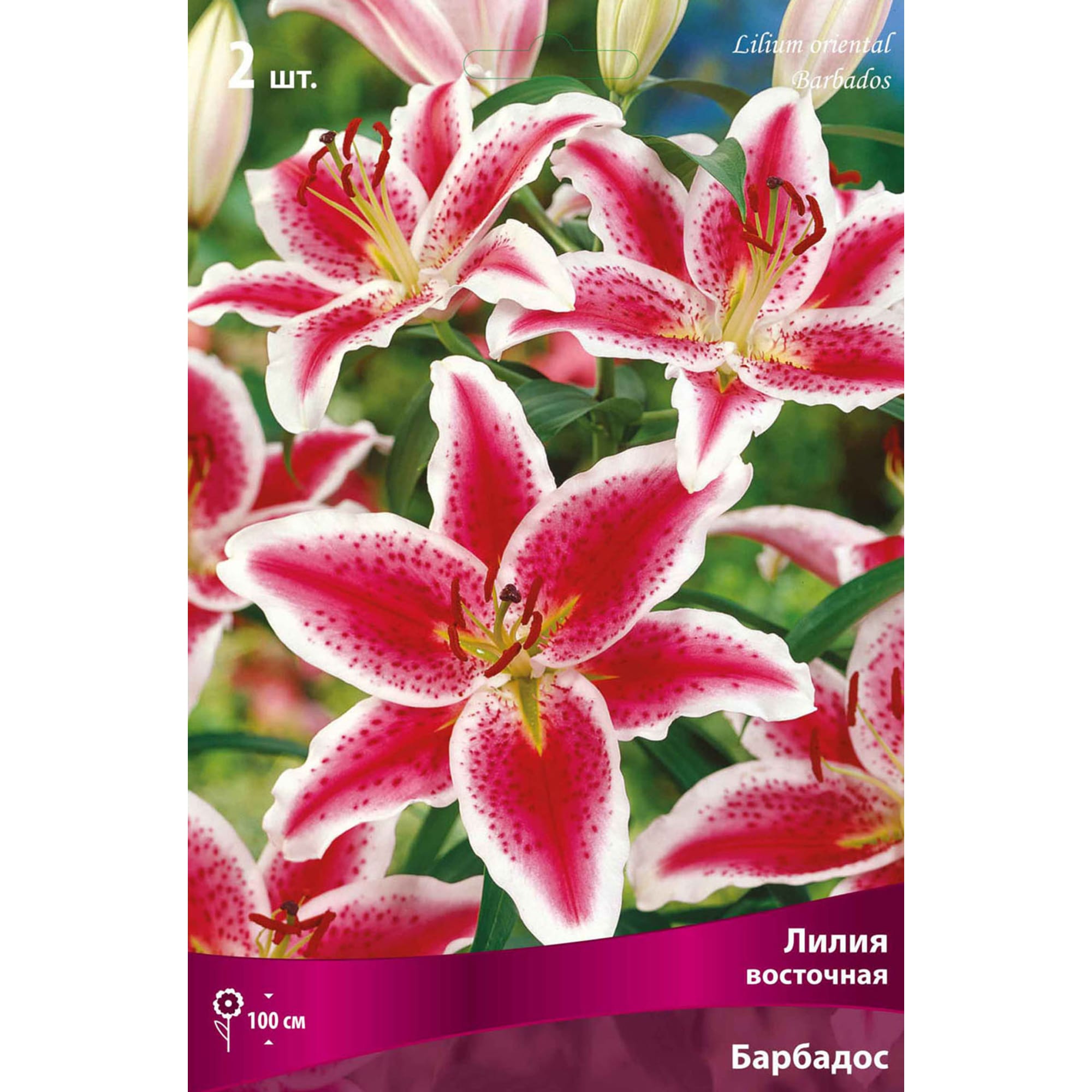 82118706 Лилии восточные «Барбадос», размер луковицы 14/16, 1 шт Santreyd 