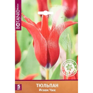 Тюльпан «Исаак Чик» размер луковицы 11/12, 5 шт. 82666006 STLM-2156814