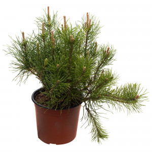 18383089 Сосна горная «Пумилио», 19х30-40 см