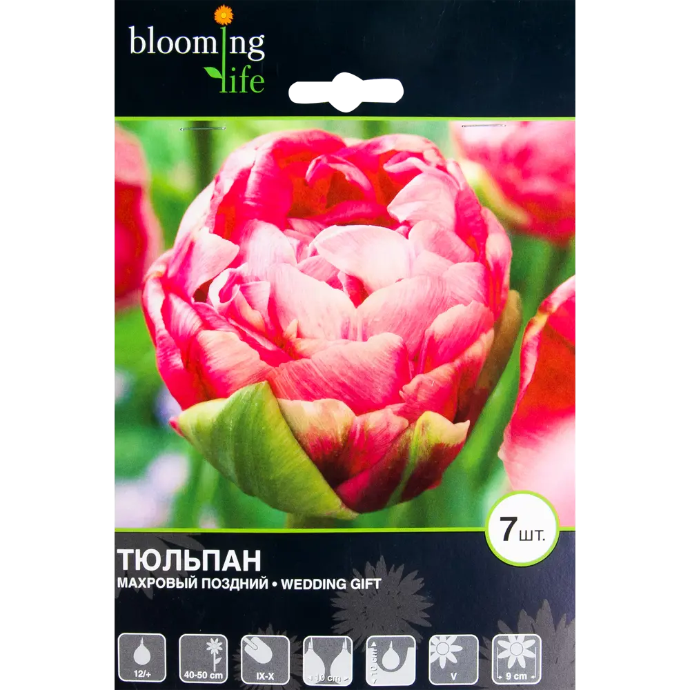 Тюльпан Веддинг Гифт 12/+, 7 шт 17977512 STLM-2077747 Santreyd 