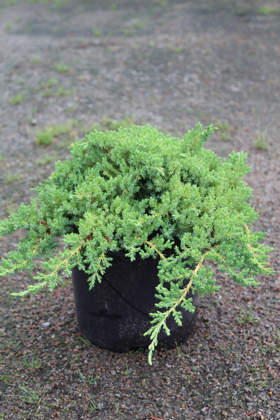 87691115 Можжевельник лежачий Нана ø17 h25 - 35 см STLM-0075054 PLANTMARKET