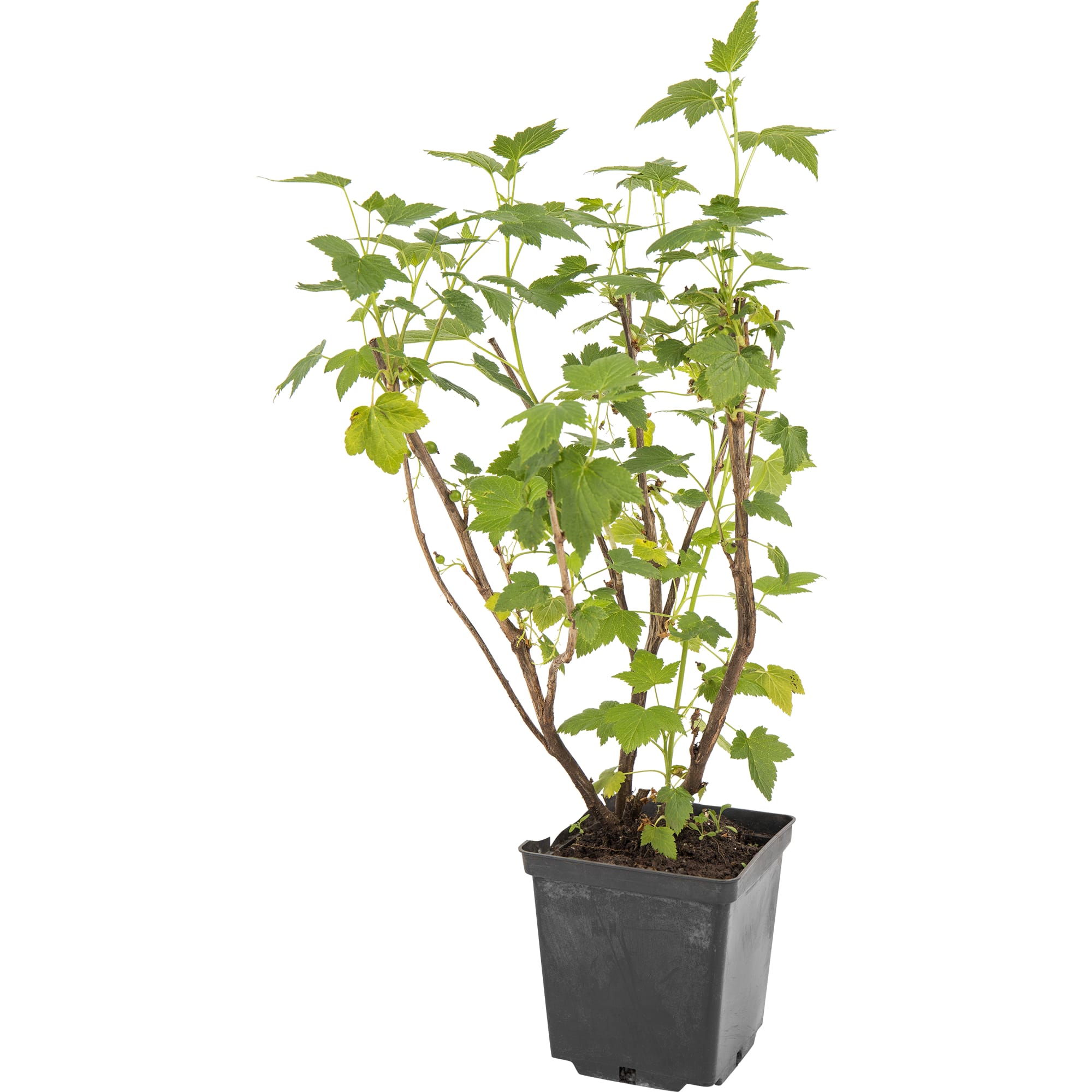 82597117 Смородина чёрная «Лентяй» C2 высота 40 см Santreyd 