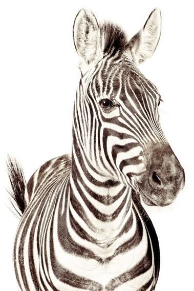 Groovy Magnets Магнитные обои Animal sun-id-1399879 - Вид №1