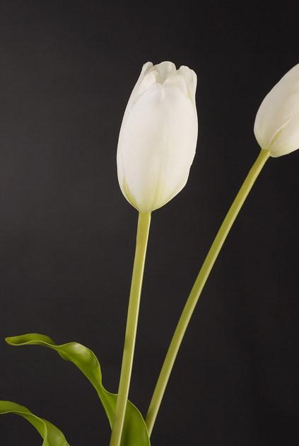 VGnewtrend Искусственное растение из полиэстера  1001602.95  - Вид №1