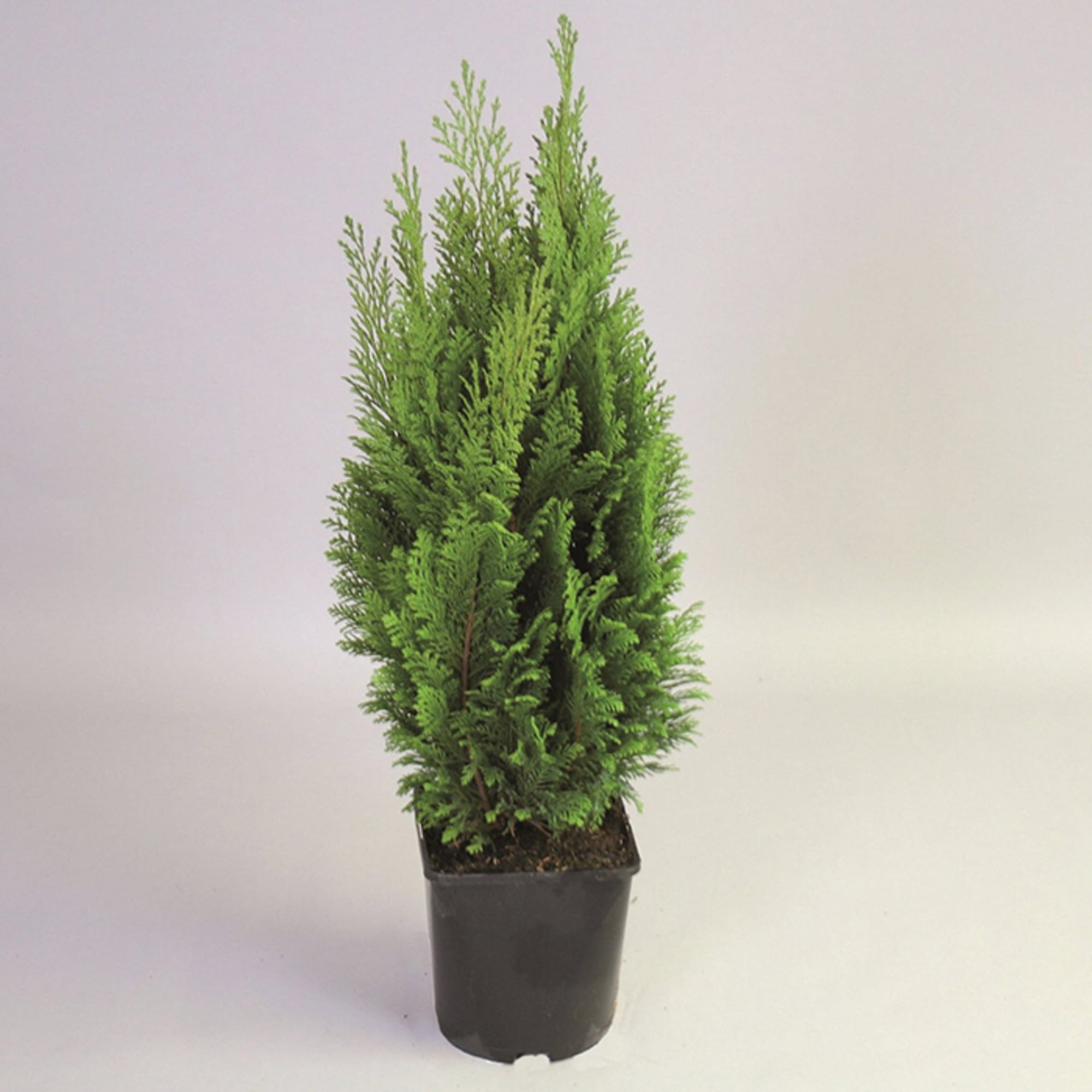 82176396 Кипарис Лавсона «Элвудс Пиллар» 2-3 л 25 см Santreyd 