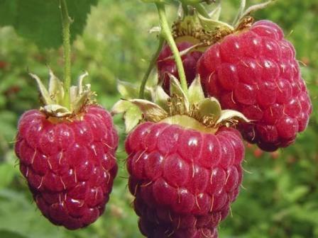 Саженец малины Геракл Santreyd - ремонтантный сорт с крупными ягодами 82597106 STLM-0031002 - Вид №2