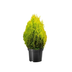 Туя западная Голден Смарагд ø38 h153 см