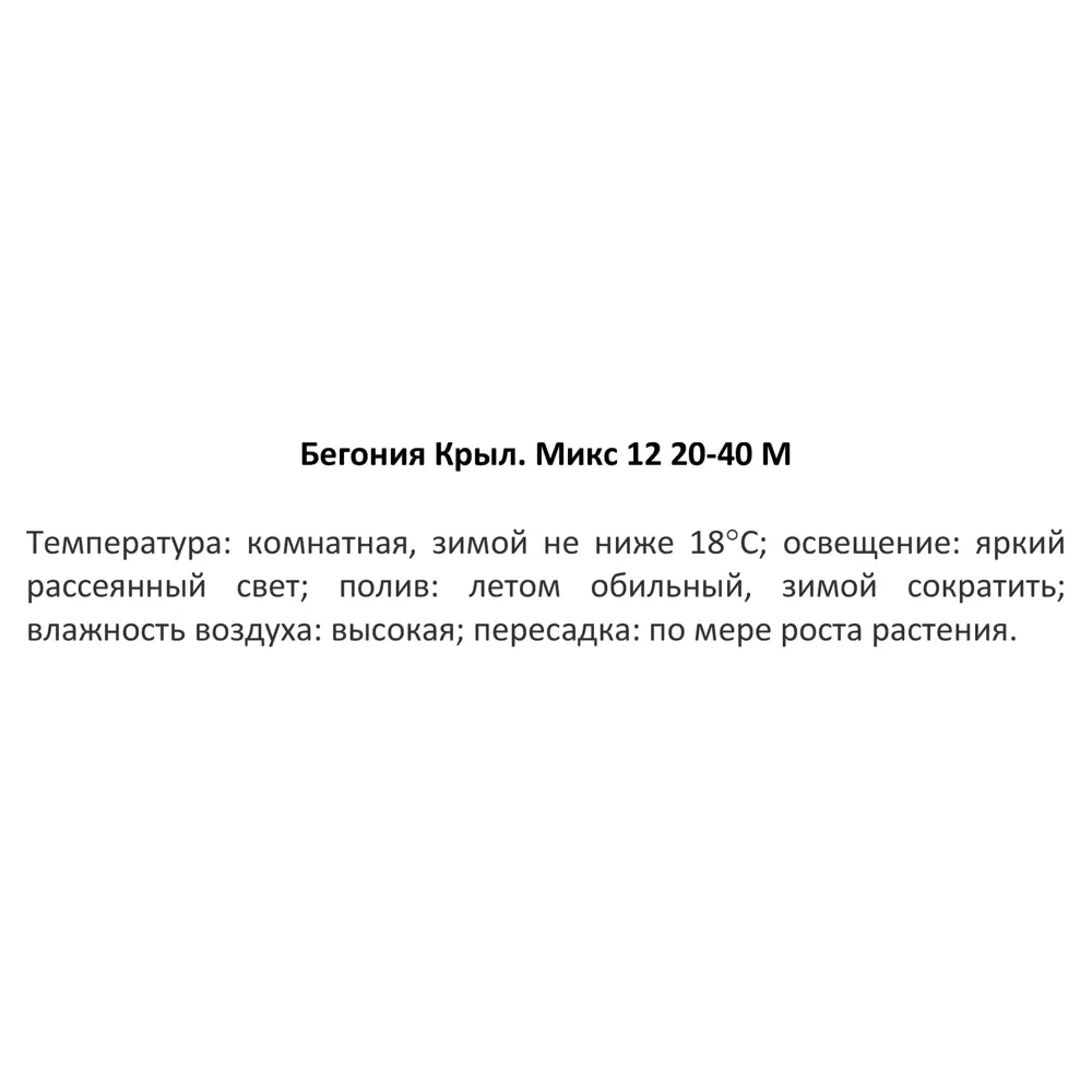 Бегония Крылышки микс ø12 h20-40 см 83673392 STLM-2161161 Santreyd  - Вид №2