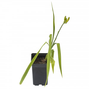 18321144 Лилейник С2